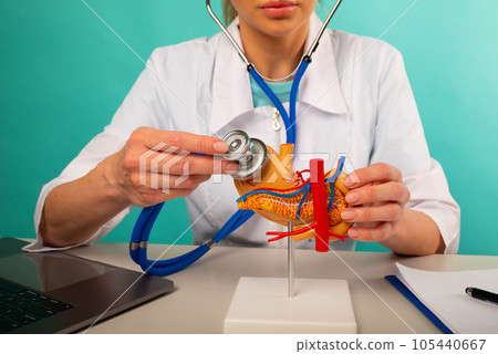 Doctor holding anatomical pancreas model and stethoscope in his office 105440667
