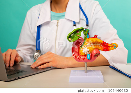 anatomical pancreas model on work desk of doctor 105440680