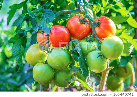 Tomato bunches on the branches of the plant close-up Tomato bunches on the branches of the plant close-up 105440741
