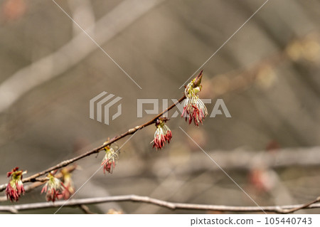 Fusazakura, Oshino Village with flowers that do not seem to be cherry blossoms 105440743