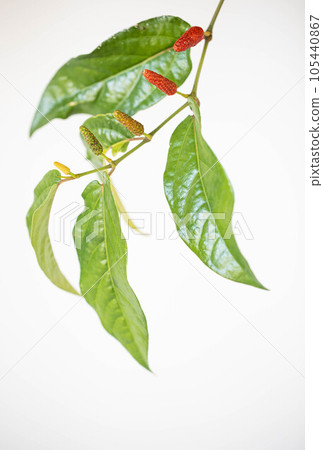 stylish hihatsu stylish hihatsu 105440867