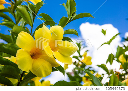 黃黃蟬 黃黃蟬 105440873