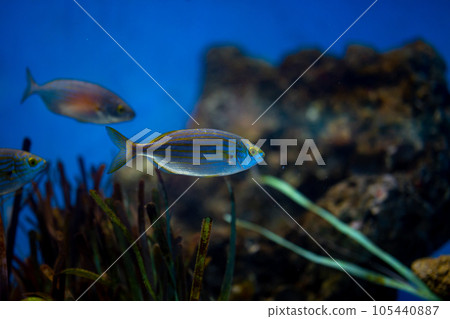 Amazing silvery with yellow stripes Salema fish. Concept of exotic fish in need of protection from anthropogenic influence. Amazing silvery with yellow stripes Salema fish. Concept of exotic fish in need of protection from anthropogenic influence. 105440887