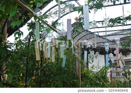 大房觀音風鈴節 大房觀音風鈴節 105440949