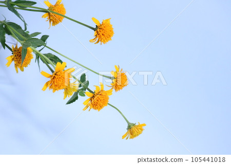 Frame of cute orange florets Light blue background Frame of cute orange florets Light blue background 105441018