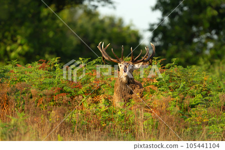 Red deer stag calling during the rut in autumn 105441104