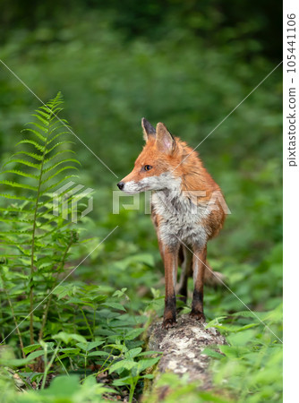 Red fox standing on a fallen tree in a forest 105441106