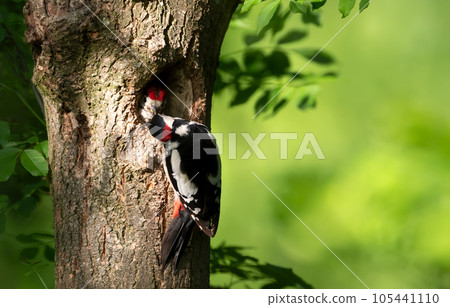 Close-up of a male great spotted woodpecker feeding chick 105441110