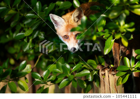 Close-up of a Red fox on a fence 105441111