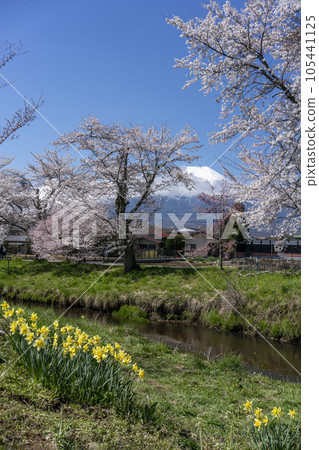岸邊的黃色水仙花、清溪盡頭的櫻花、白色的富士山,忍野村 岸邊的黃色水仙花、清溪盡頭的櫻花、白色的富士山,忍野村 105441125