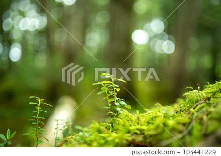 Travel landscape photo collection Travel landscape photo collection 105441229