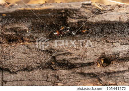 Red-breasted Carpenter Ant making a nest in a rotting tree, Oshino Village Red-breasted Carpenter Ant making a nest in a rotting tree, Oshino Village 105441372