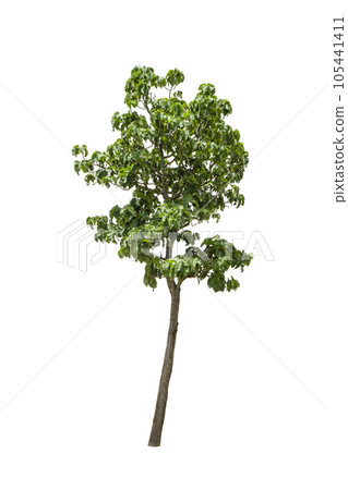 Tree isolated on the background,Cliping paths. Tree isolated on the background,Cliping paths. 105441411