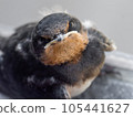 stared at by a swallow 105441627