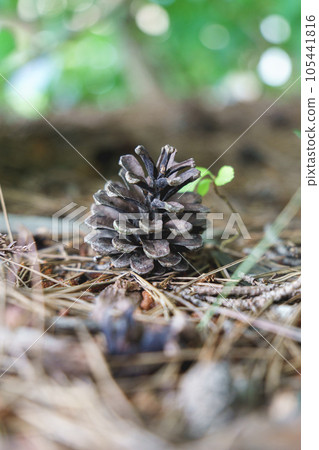 球模糊和掉落的松果 105441816