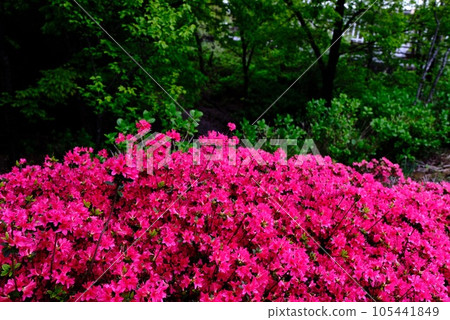 Fresh green trees, red azalea flowers Fresh green trees, red azalea flowers 105441849