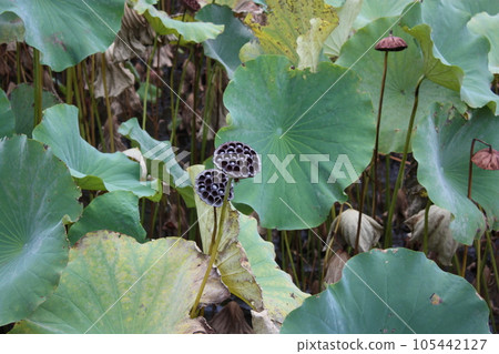 Lotus flower tray Lotus flower tray 105442127