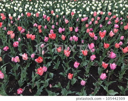 Pink tulip flowers blooming in spring flowerbed Pink tulip flowers blooming in spring flowerbed 105442309