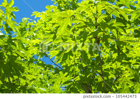 Harigiri of fresh green and blue sky Harigiri of fresh green and blue sky 105442473