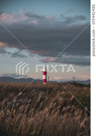 [Ishikari City, Hokkaido] Ishikari Lighthouse and Susuki in Hamanasu Hill Park 105442488