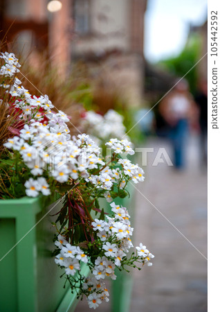 Flowers on the terrace . 105442592