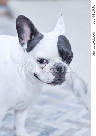 dog or french bulldog, unaware French bulldog or looking dog 105442630