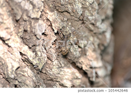 Naga Gomakokami Naga Gomakokami 105442646