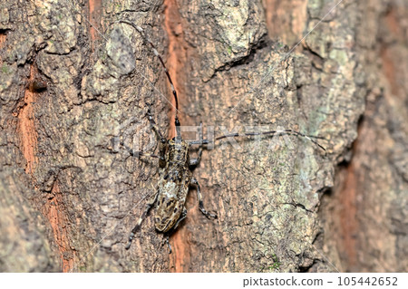 Naga Gomakokami Naga Gomakokami 105442652