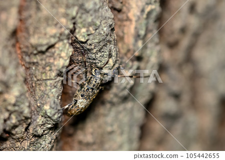 Naga Gomakokami Naga Gomakokami 105442655