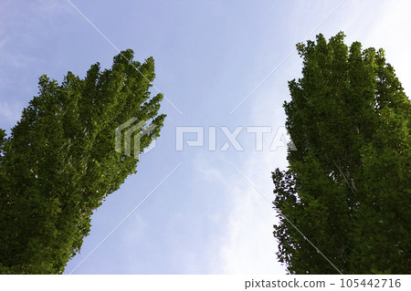 Two trees Poplar pyramidal or Populus nigra, or Populus nigra f. pyramidalis or Italian poplar, columnar poplar, Lombard poplar, raina. Russia, city of Sterlitamak, South Ural Two trees Poplar pyramidal or Populus nigra, or Populus nigra f. pyramidalis or Italian poplar, columnar poplar, Lombard poplar, raina. Russia, city of Sterlitamak, South Ural 105442716