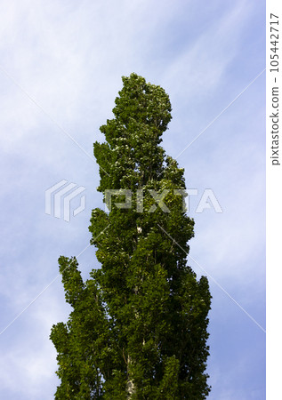 One tree Poplar pyramidal or Populus nigra, or Populus nigra f. pyramidalis or Italian poplar, columnar poplar, Lombard poplar, raina. Vertical photo. Russia, city of Sterlitamak, South Ural One tree Poplar pyramidal or Populus nigra, or Populus nigra f. pyramidalis or Italian poplar, columnar poplar, Lombard poplar, raina. Vertical photo. Russia, city of Sterlitamak, South Ural 105442717