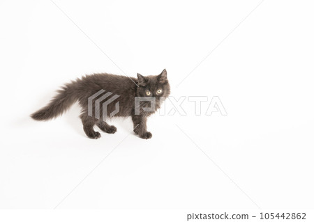 Foldex kitten looking at camera Foldex kitten looking at camera 105442862