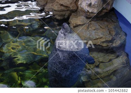 A seal peeking out of the water 105442882