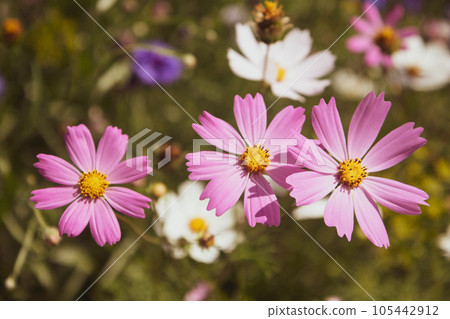 Flower field of white and lilac flowers Flower field of white and lilac flowers 105442912