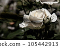 Beautiful white rose with dew drops 105442913