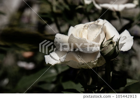 Beautiful white rose with dew drops Beautiful white rose with dew drops 105442913