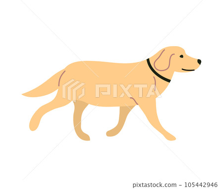 Dog labrador isolated on a white background Dog labrador isolated on a white background 105442946