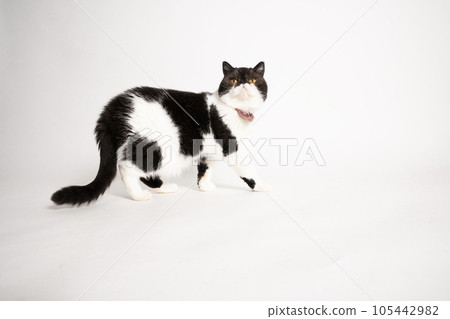 Kyu-chan the cat looking up 105442982