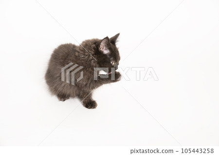 Foldex kitten being groomed Foldex kitten being groomed 105443258