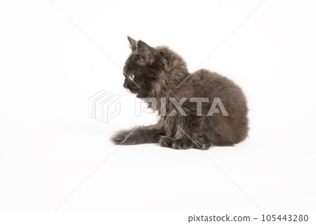 Foldex kitten with tongue out Foldex kitten with tongue out 105443280