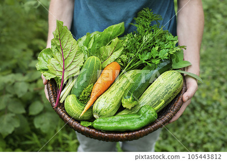 Vegetable harvest Vegetable harvest 105443812