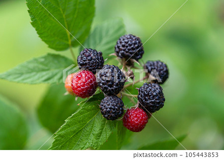 Black raspberry, Rubus occidentalis Black raspberry, Rubus occidentalis 105443853
