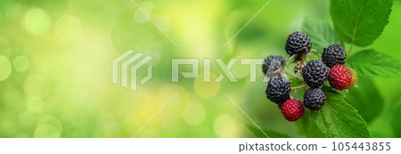 Black raspberry, Rubus occidentalis Black raspberry, Rubus occidentalis 105443855