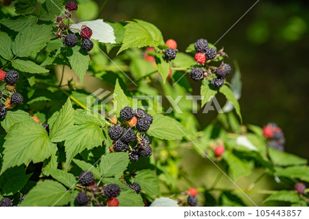 Black raspberry, Rubus occidentalis 105443857