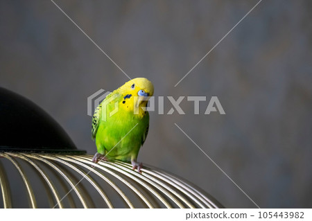 Selective focus. Portrait of a bright green young budgie sitting on the bars of a cage on a dark background. Breeding songbirds at home. 105443982