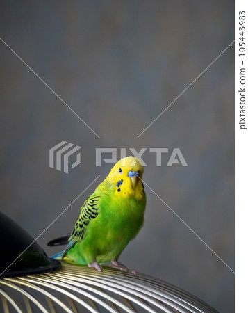 Selective focus. Vertical view of a bright green young budgie si 105443983