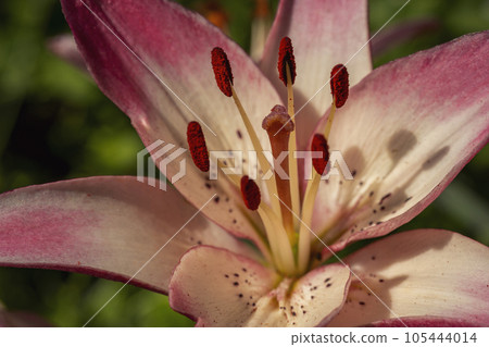 pink lilies closeup 105444014