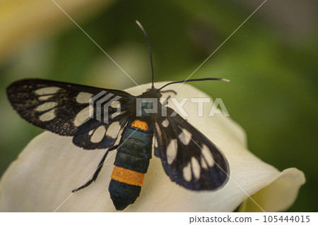 butterfly close-up on a yellow flower butterfly close-up on a yellow flower 105444015