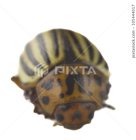 colorado potato beetle on white background 105444017