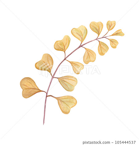 Watercolor abstract autumn branch. Yellow heart shaped leaves for bouquet decoration. Hand drawn illustration isolated on white background. For wallpaper, print, banner design, postcards, template 105444537